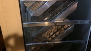 Покупка БЛИЦ БАЗА 630. Заложила яйцо 300 штук. Арбора. Кобб-700. Инкубация. Влог от 17.06.18