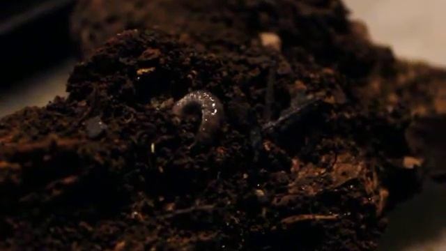 Dynastes tityus L1 larvae смотреть онлайн