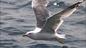 ансамбль Калина - Красавица Волга! Сл. В.Бурыгина, муз. М.Рычагова