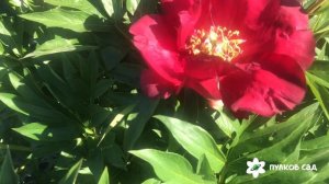 Scarlet heaven peony  Скарлет хевен пион. Пулков сад ( 2022 г)