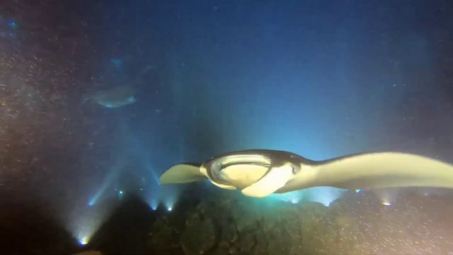 Manta Heaven with Kona Honu Divers May 2022 смотреть онлайн