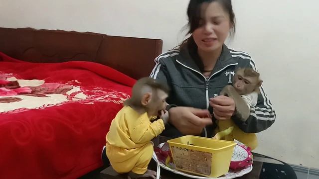 The benefits of two monkey babies when taking medicine. смотреть онлайн