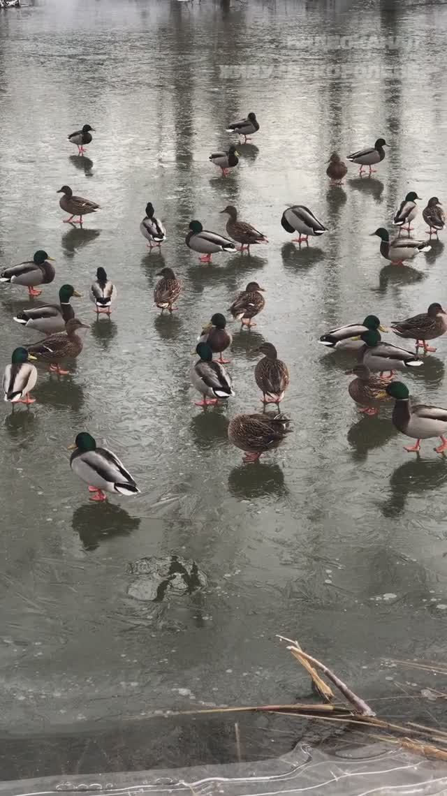Утки в ЖК Ривер Парк, наша маленькая набережная реки Клязьма. Сколько уток здесь, как думаете? смотреть онлайн