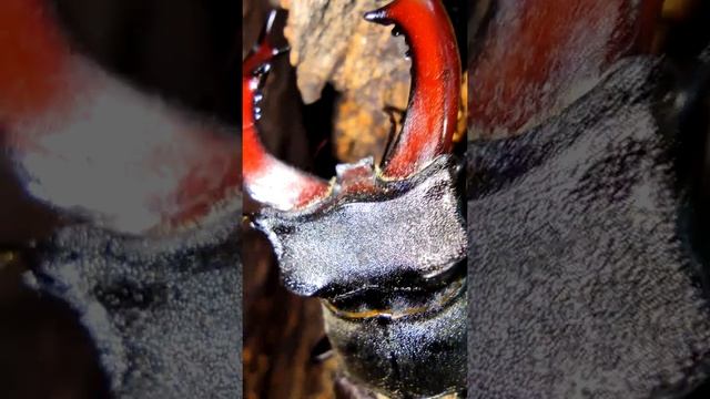 Огромный жук олень смотрит на тебя! смотреть онлайн