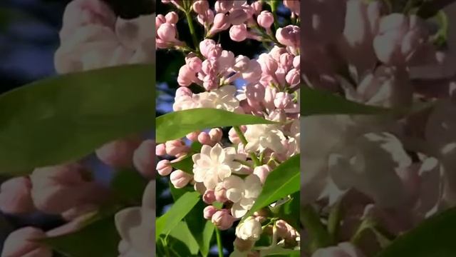 Расцветает сирень фиолетово. Дмитрий Шлапак смотреть онлайн