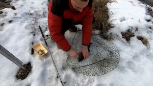 Свой пруд. Ловлю форель зимой на удочку. Своя икра. Обзор  дачных прудов.