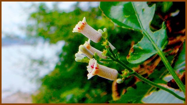 계요등 야생화의신비 135편 # 꽃말: 지혜로움 # 열매와 뿌리 약재 # 관절염 각종 염증 치료 # 토종 야생화 смотреть онлайн