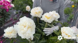 Victorian Blush peony. Викториан Бланш пион. Пулков сад