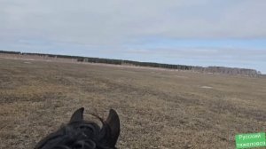 Табунное коневодство | Жеребцы Баланс и Лакмус делят табун.