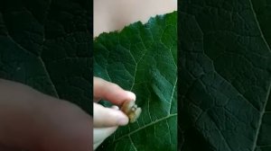 Улитка с паразитами (Leucochloridium paradoxum)