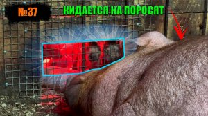 №37 Второй опорос ,агрессивной свиноматки!/Хряк (Батон) заехал в новый сарай!