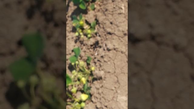 Клубника хоней смотреть онлайн