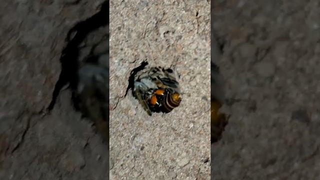 Южнорусский тарантул кормление смотреть онлайн