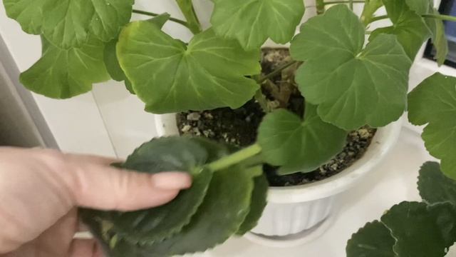 Сходили в Кино, жарю манты. смотреть онлайн