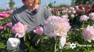 Eden's Parfume peony. Эденс Парфюм пион. Пулков сад