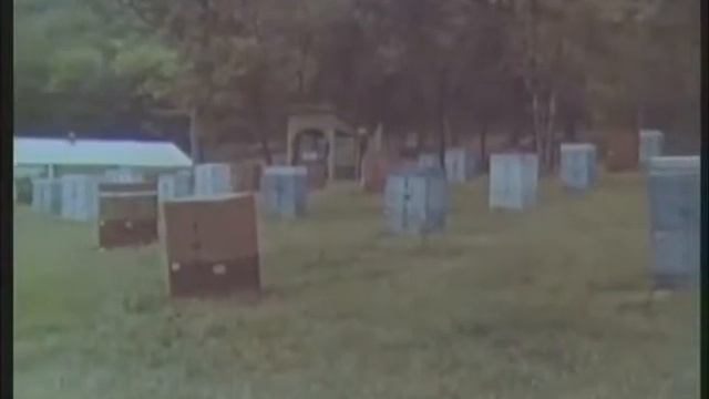 Пчеловодство, учебный кинокурс смотреть онлайн