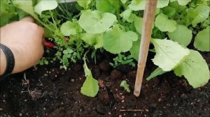 Эффект ЮТКИНА + электрогрядка ПОЧЕЕВСКОГО 2023 год