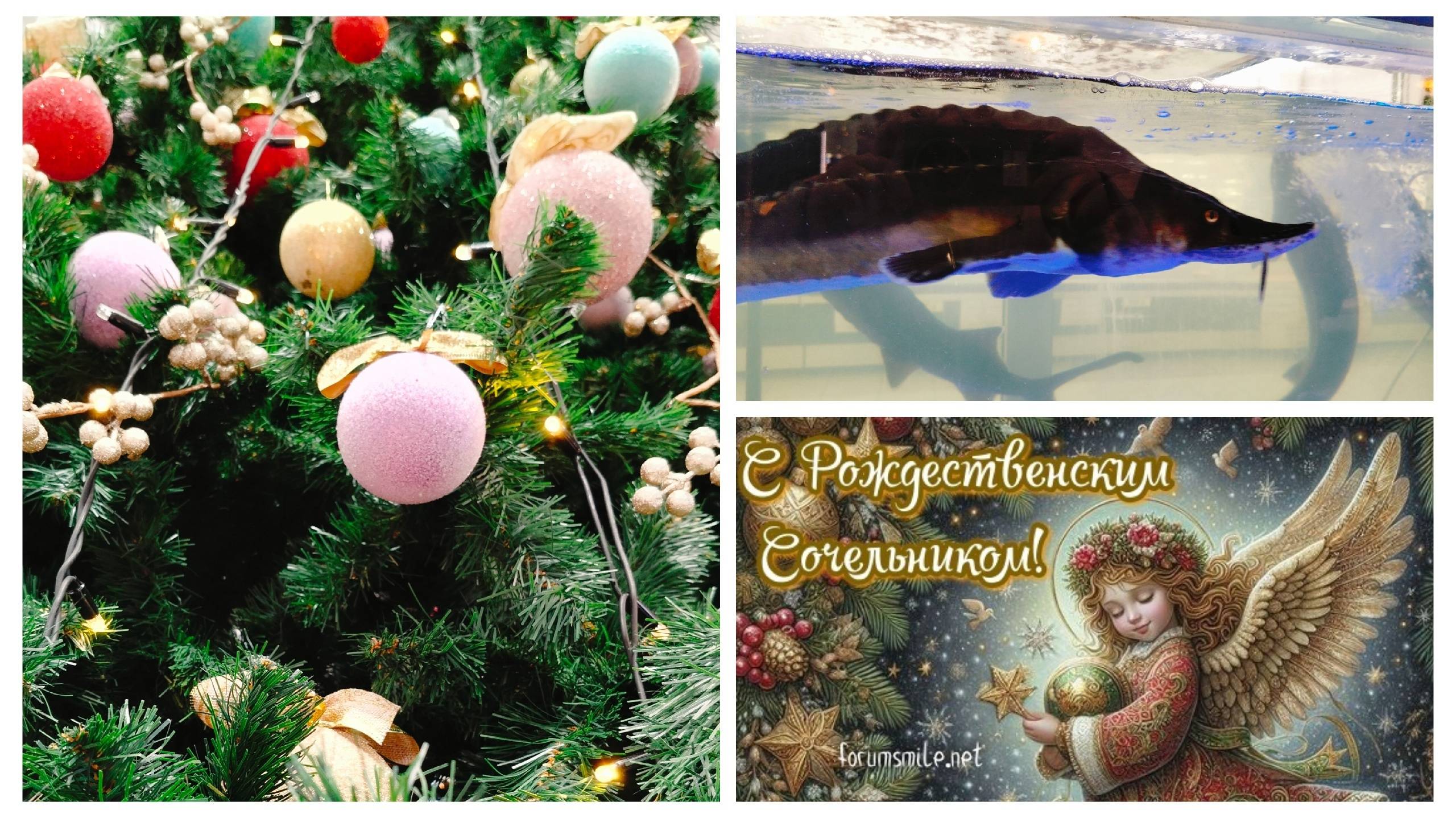 Осётр.Утка.Нежданные гости.Вы сделали наш вечер! смотреть онлайн