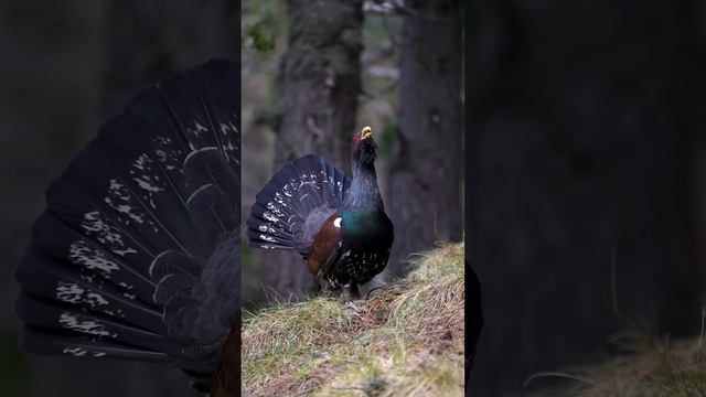 मोरनी मोर को पुकार रही हैं #wildlife #birds смотреть онлайн