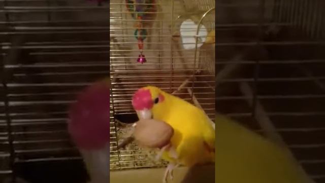 Какарик ест орех смотреть онлайн