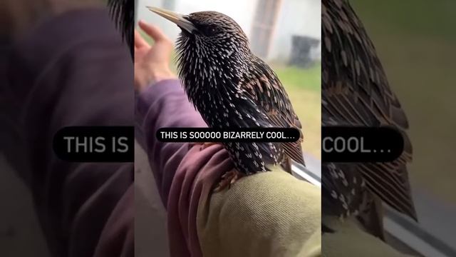 Птичка 🐦🐦 смотреть онлайн