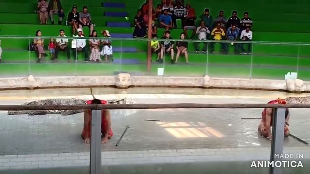 Must Experience Animal Shows-Live Crocodile show - Sriracha Tiger Zoo - Thailand смотреть онлайн
