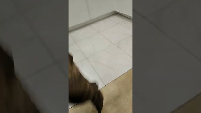 Собака рвет канат на части)) смотреть онлайн