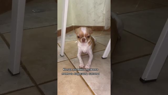 Чихуахуа помощница! смотреть онлайн