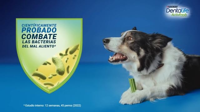 ¿Tu perro tiene mal aliento? ¡Prueba Dentalife ActivFresh para estar todavía más unidos! смотреть онлайн