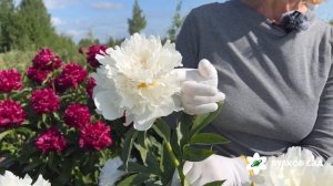 Bowl of Cream peony. Боул Оф Крим пион. Пулков сад