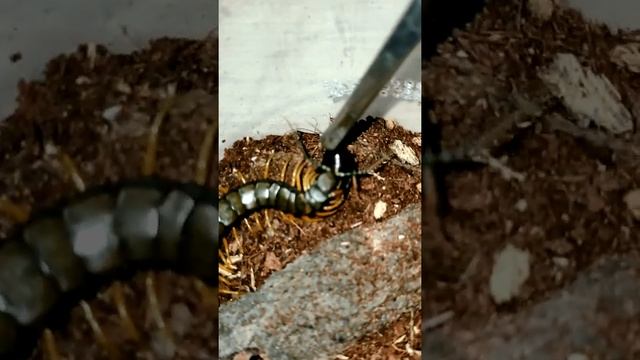 Кольчатая сколопендра хватает таракана (Scolopendra cingulata) #shorts смотреть онлайн