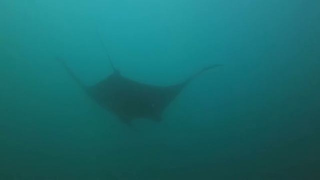 Scuba Diving Similan Islands near Phuket Thailand - Part 2 - Manta Rays - Koh Bon and Tachai Island смотреть онлайн