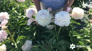 Nancy nora peony. Нэнси Нора пион. Пулков сад (2022 г)