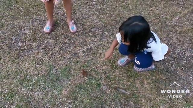 HOW TO TAME A WILD BIRD смотреть онлайн