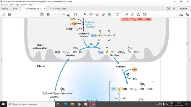 ACH5543 - Aula 6 - Oxidação de Aminoácidos e Produção de Ureia смотреть онлайн