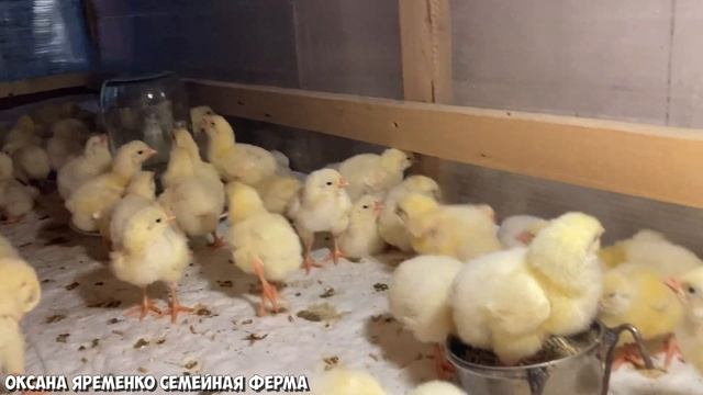 ВЫВОД ЦЫПЛЯТ, ИНДЮШАТ В СТИМУЛе / РЕЗУЛЬТАТ смотреть онлайн