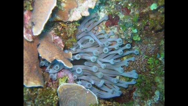 meraviglie marine смотреть онлайн