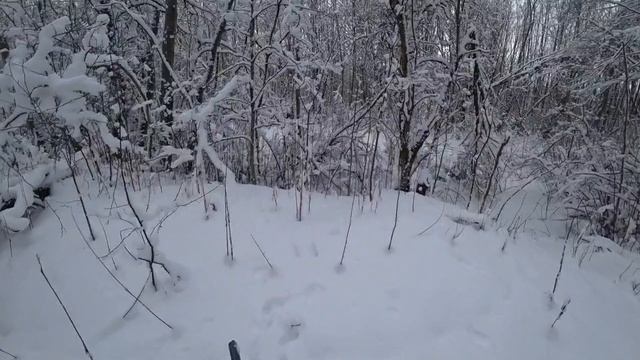 Охота на зайца в Ленинградской области сезон 2024-2025. Очередная разведка после снегопада. смотреть онлайн