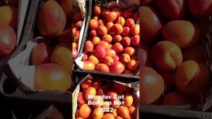 Абрикос Wonder Cot (Вондер Кот) урожай 2022 року.