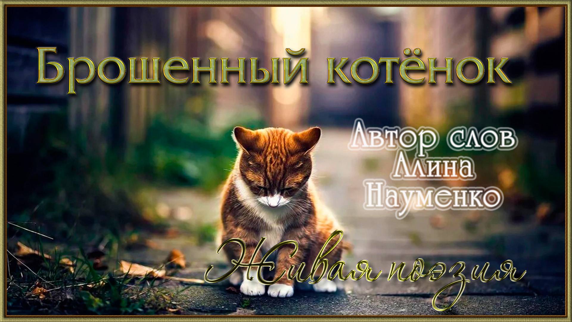 БРОШЕННЫЙ КОТЁНОК. Автор слов моя доченька Алинка смотреть онлайн