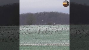 Где и как зимуют дикие гуси? #гуси #дикиегуси # птицы #природа #shorts #wildlife #birds #охота