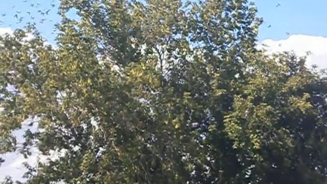 Съезд воробьев, август 2018 смотреть онлайн