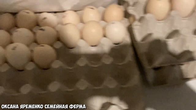 РОСС308 Европа / Жутко дорого / Результат никакой / Гора неоплода! смотреть онлайн