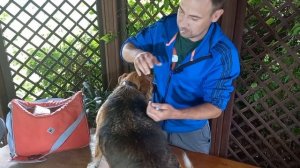 💉Как делать ПОДКОЖНЫЕ УКОЛЫ собаке и кошке