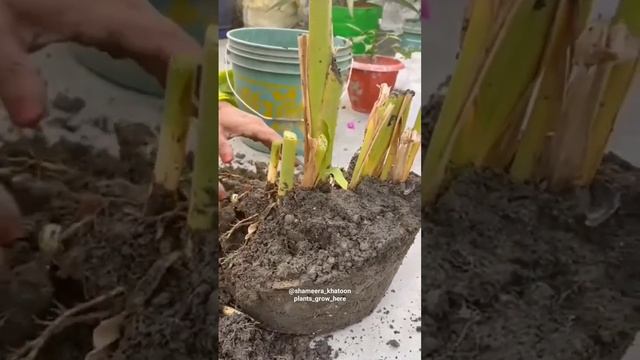𝙁𝙤𝙡𝙡𝙤𝙬 𝙛𝙤𝙧 𝙢𝙤𝙧𝙚🥰 @plants_grow_here#turmeric #haldi #homegrown #winterseason смотреть онлайн