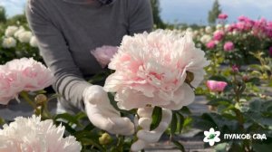 Bessie peony. Бесси пион. Пулков сад