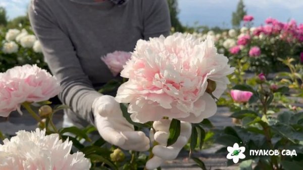 Bessie peony. Бесси пион. Пулков сад