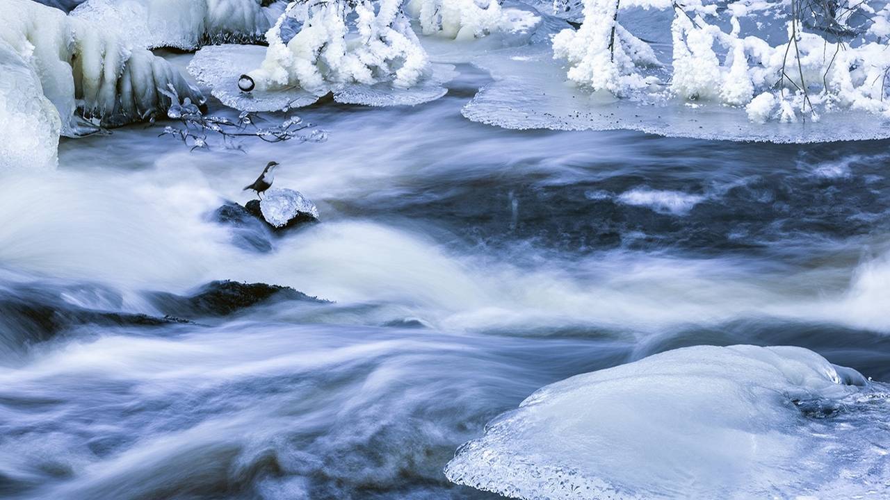 Новогодняя ёлка.