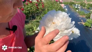 Class act peony. Класс акт пион. Пулков сад