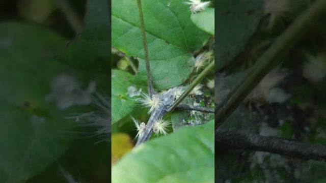 Открываю новые для себя виды насекомых смотреть онлайн